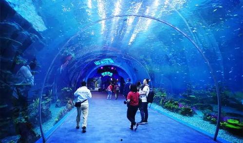 海洋最新爆料视频下载大全,揭秘深海奥秘与未知世界